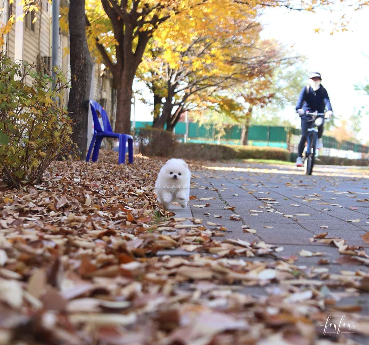 Bear - Pomeranian M.