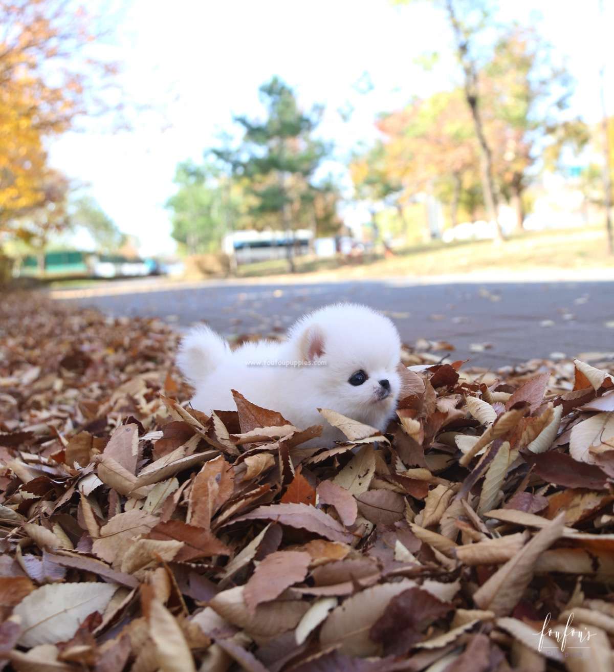 Bear - Pomeranian M.
