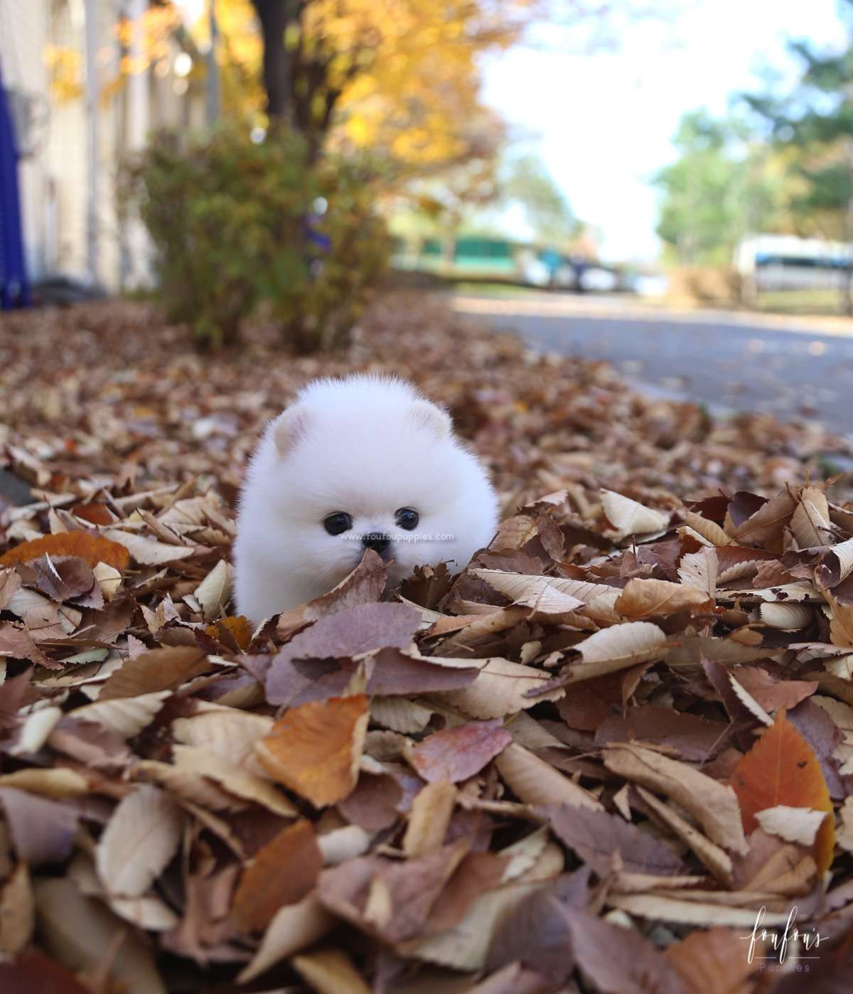 Bear - Pomeranian M.