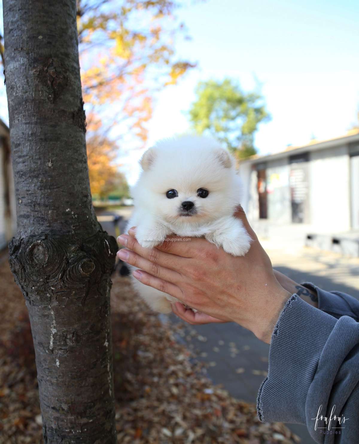 Bear - Pomeranian M.