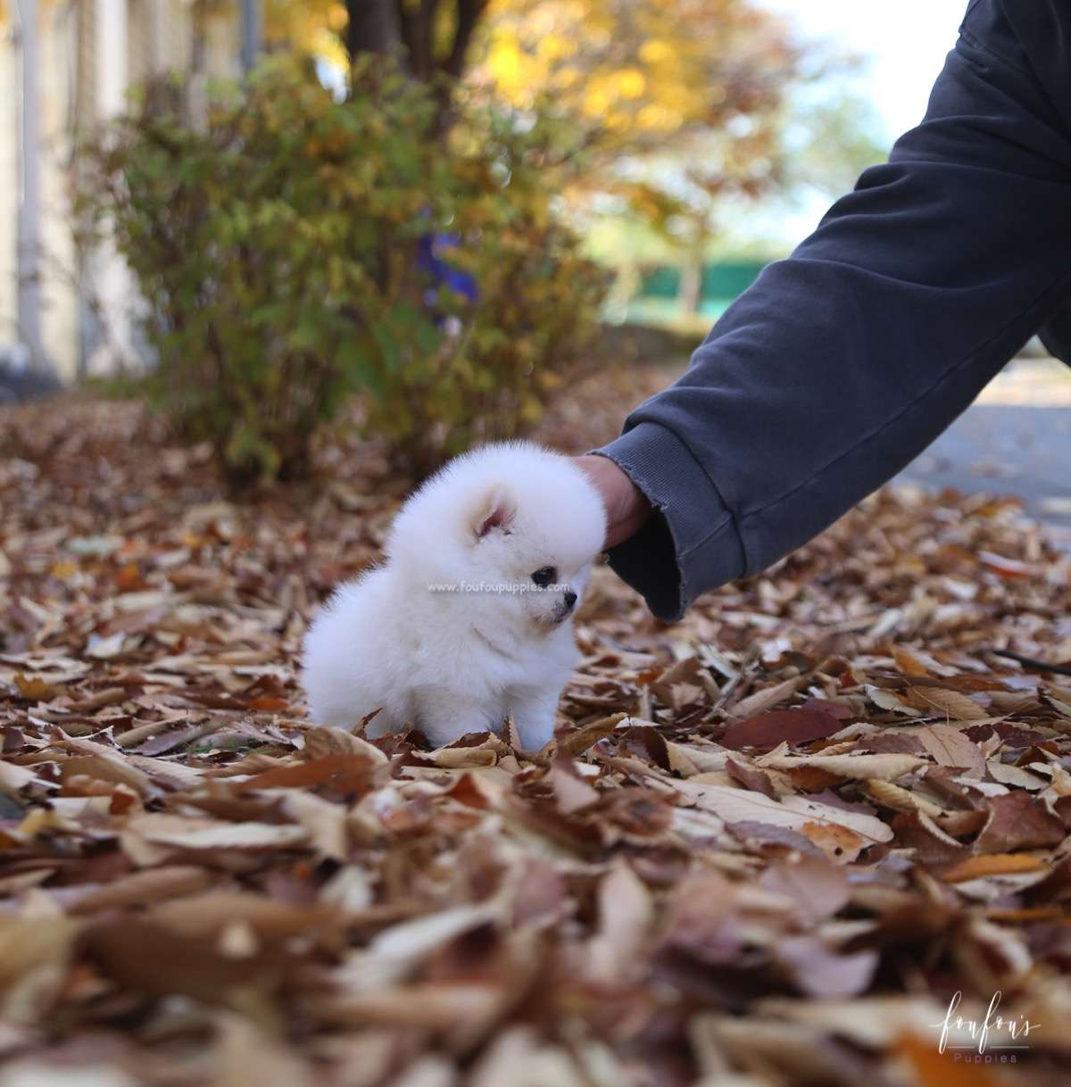 Bear - Pomeranian M.
