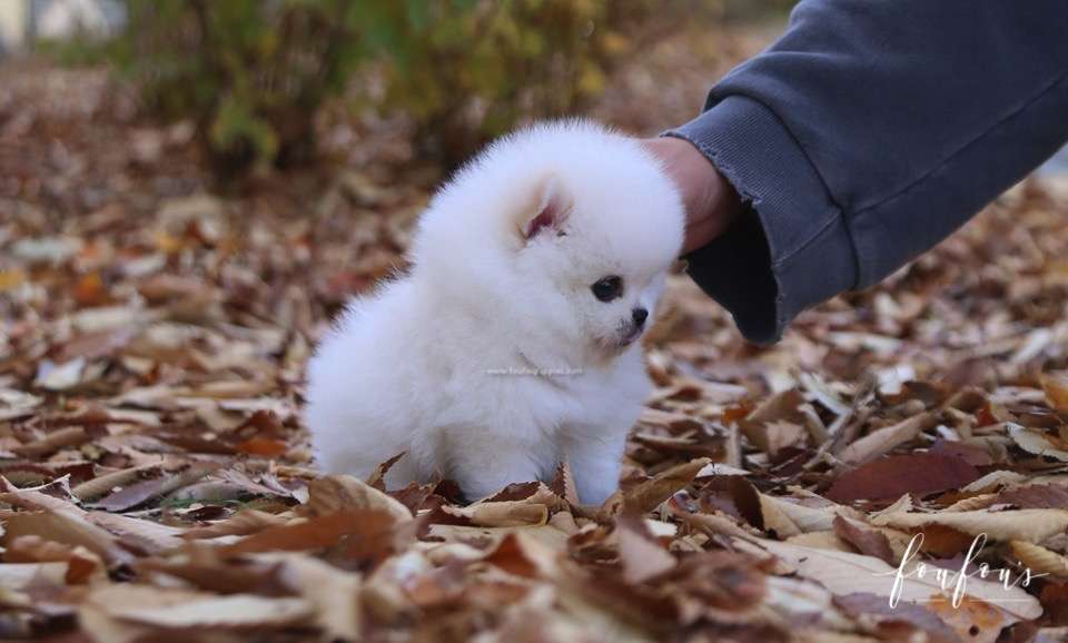 Bear - Pomeranian M.