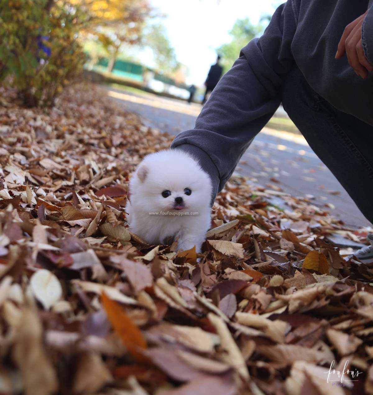 Bear - Pomeranian M.
