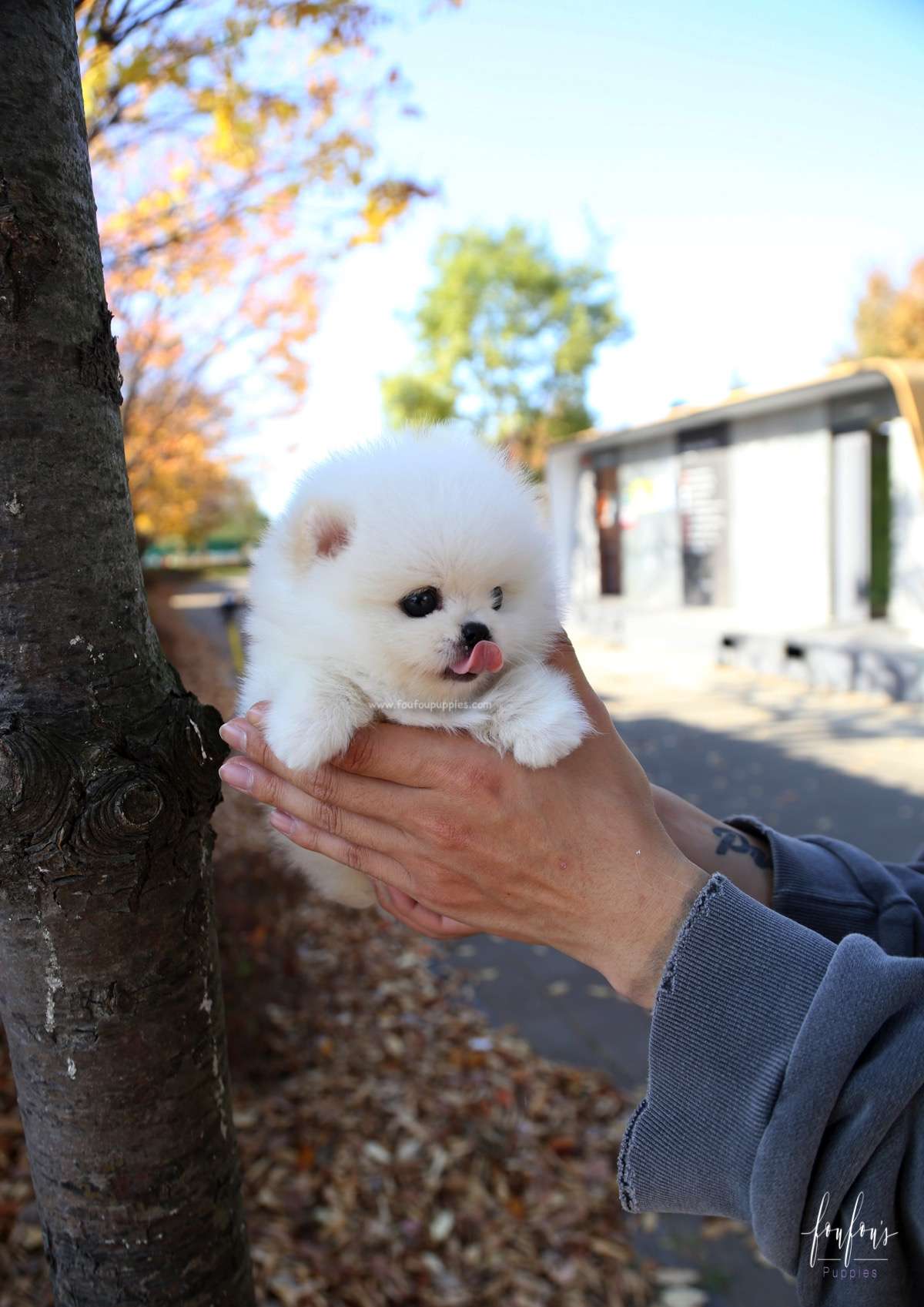 Bear - Pomeranian M.