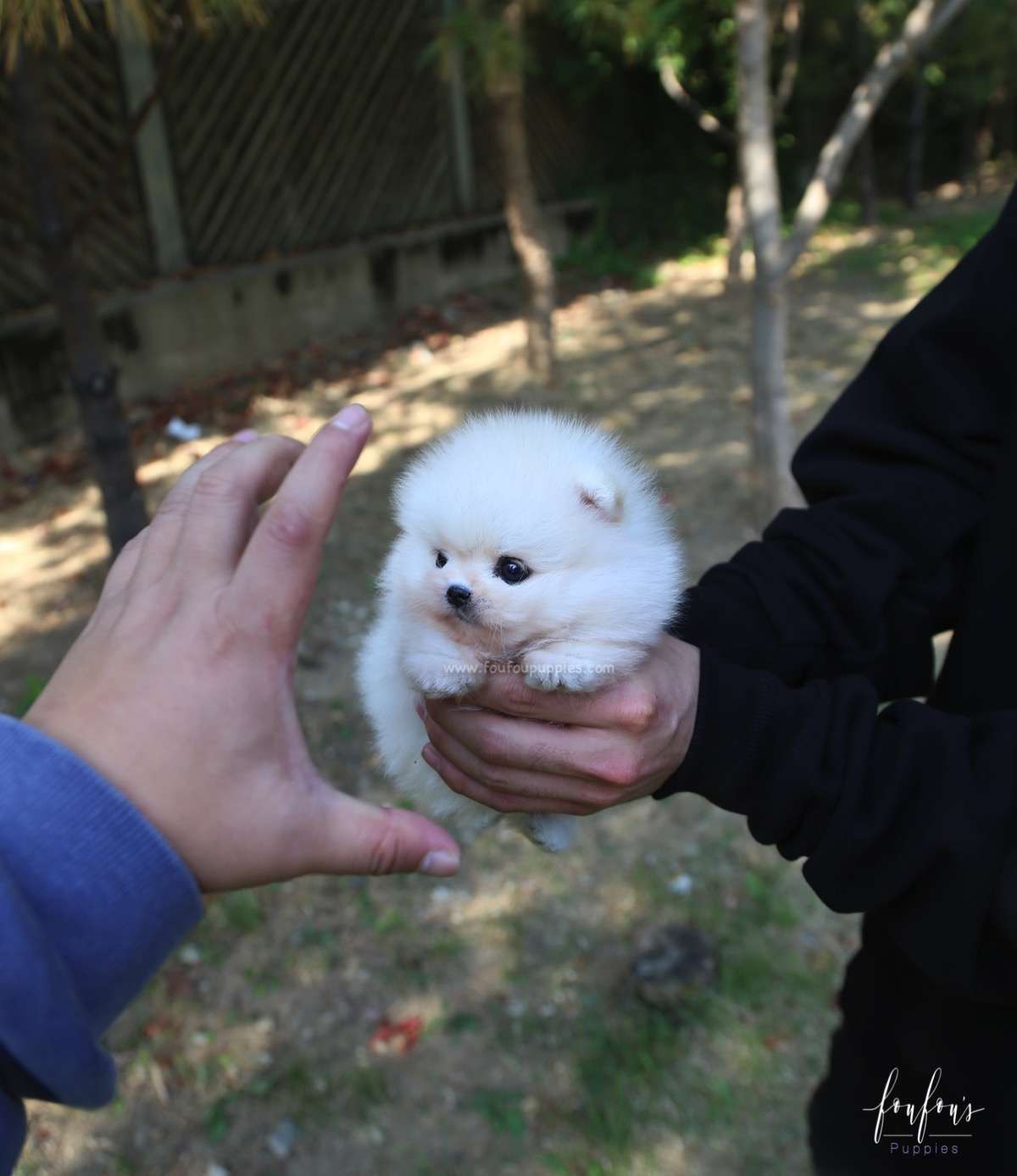 Louie - Pomeranian M.