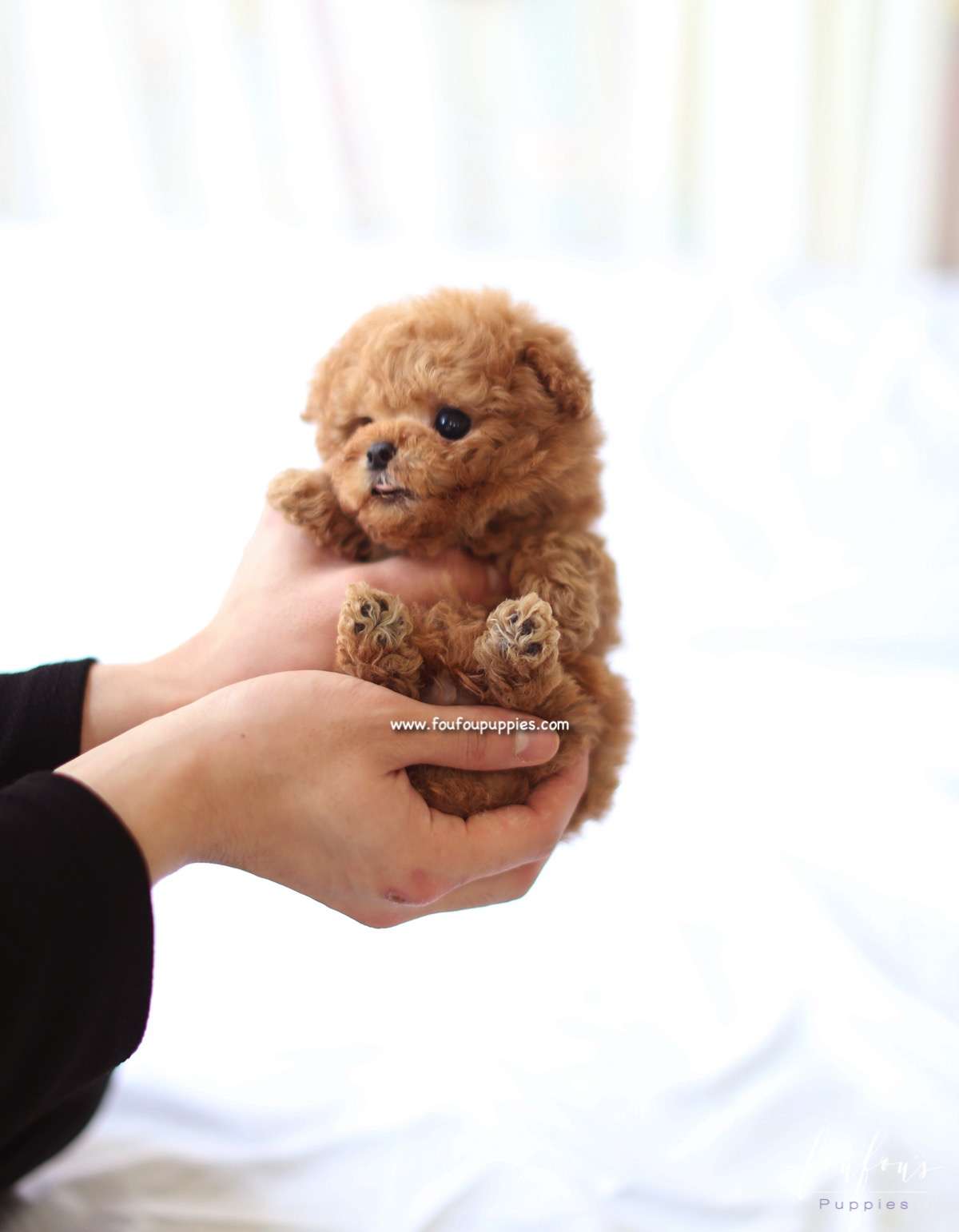 Richie - Poodle Male