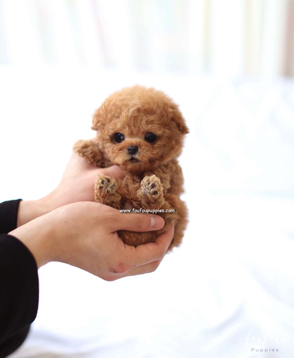 Richie - Poodle Male
