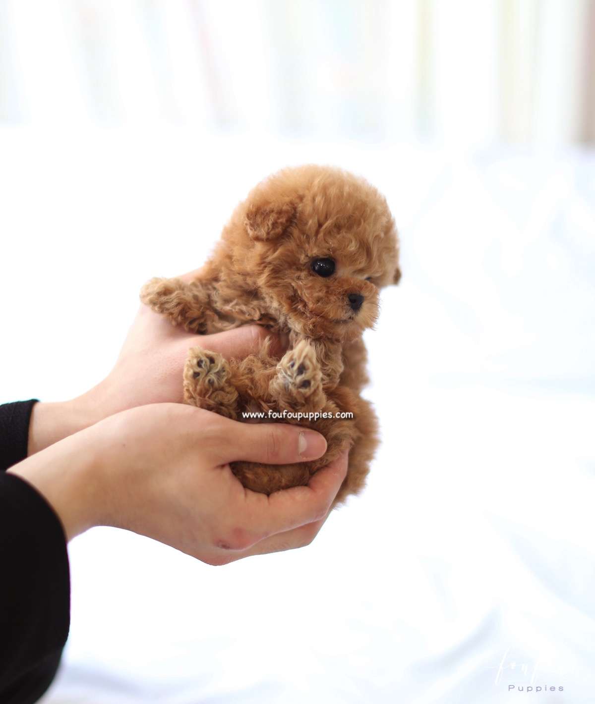 Richie - Poodle Male
