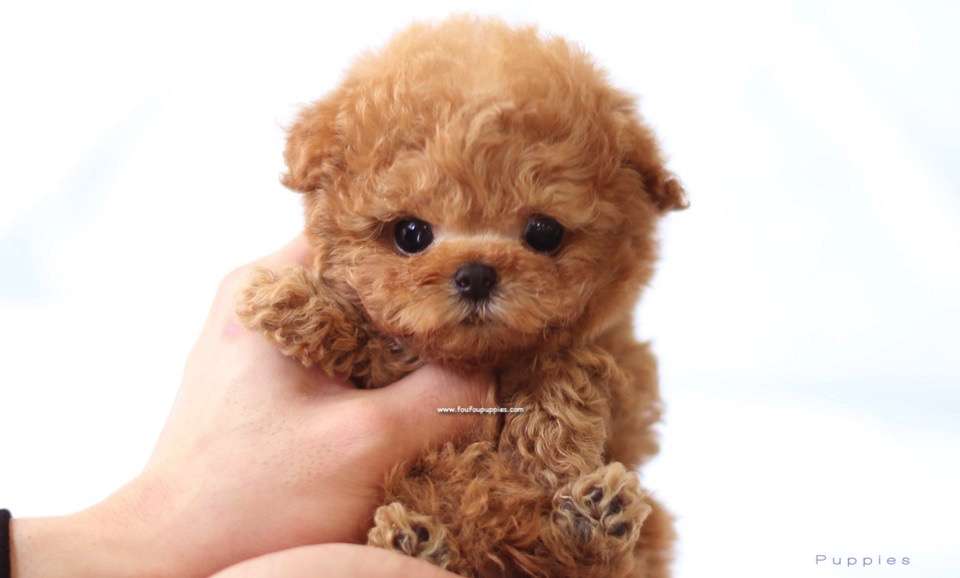 Richie - Poodle Male