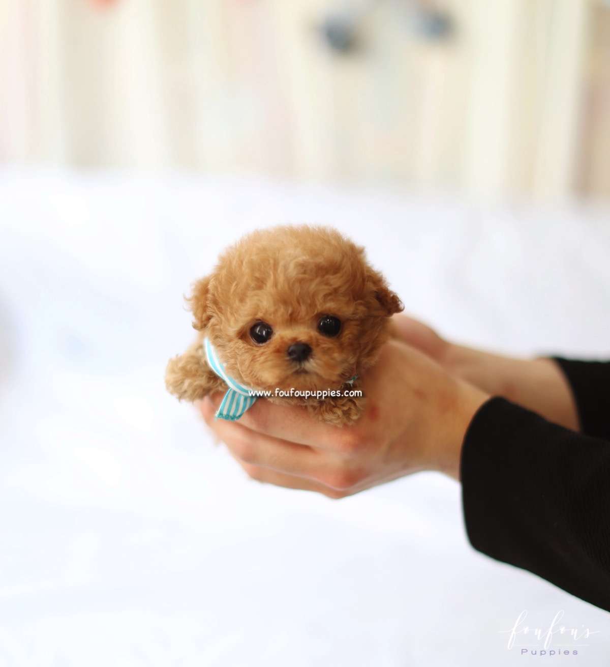 Richie - Poodle Male