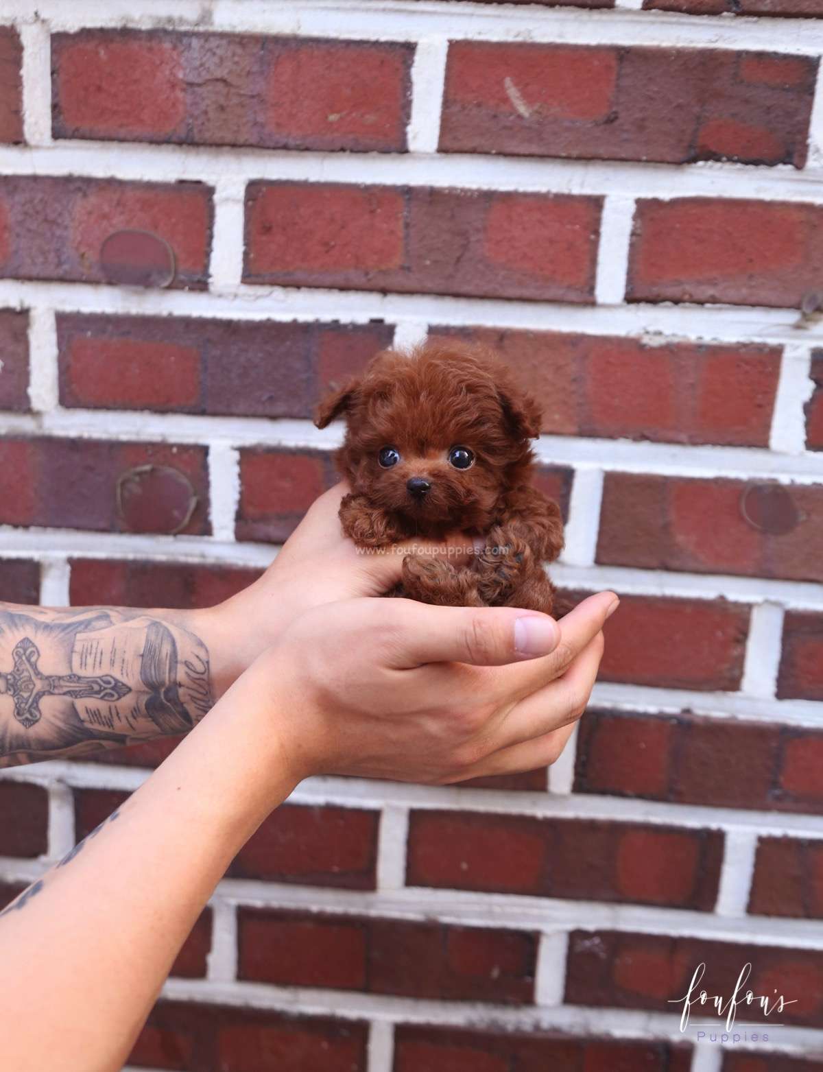 Cupid - Poodle M.