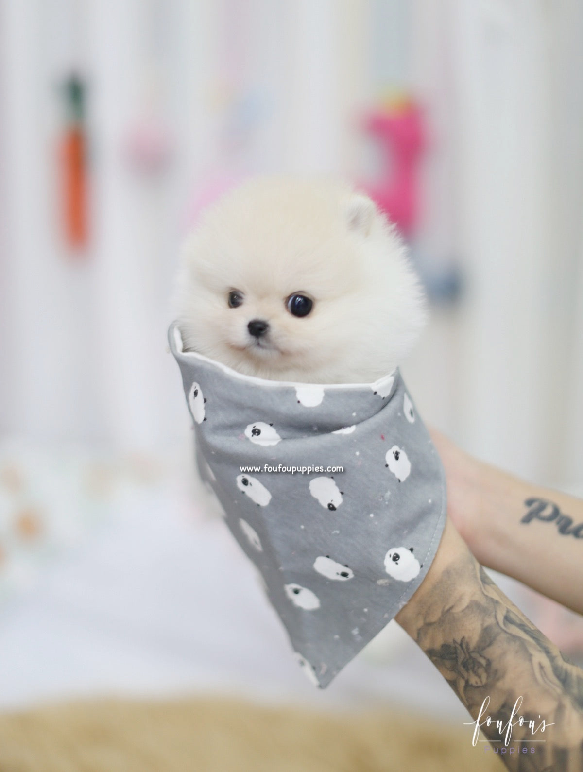 Ashta - Pomeranian M.