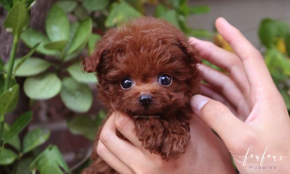 Cupid - Poodle M.