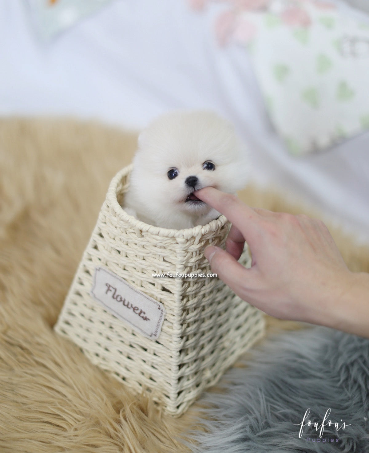 Ashta - Pomeranian M.