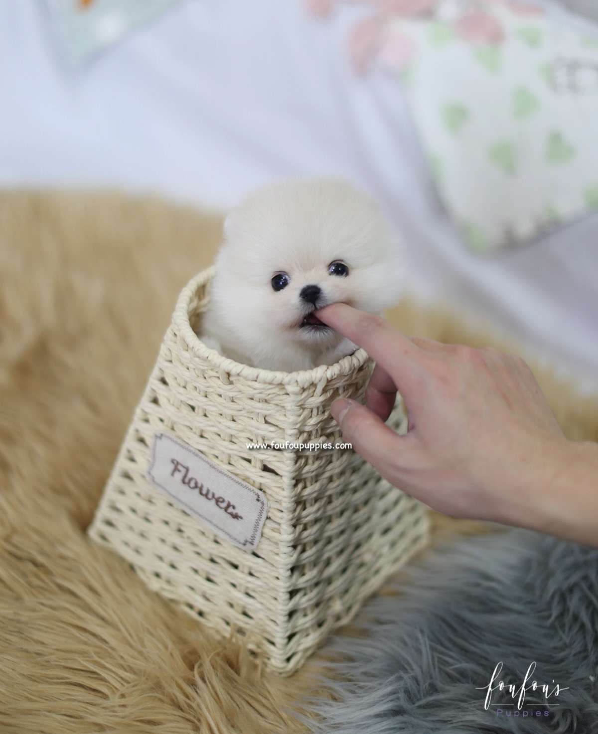 Ashta - Pomeranian M.