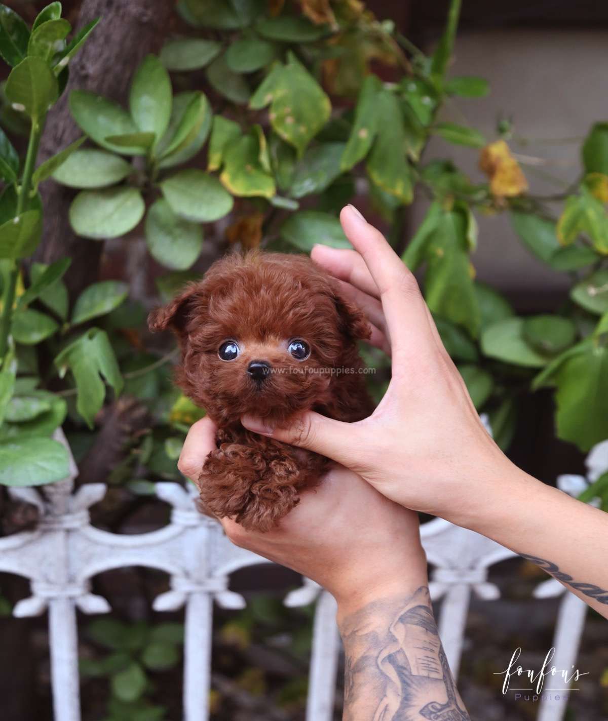 Cupid - Poodle M.