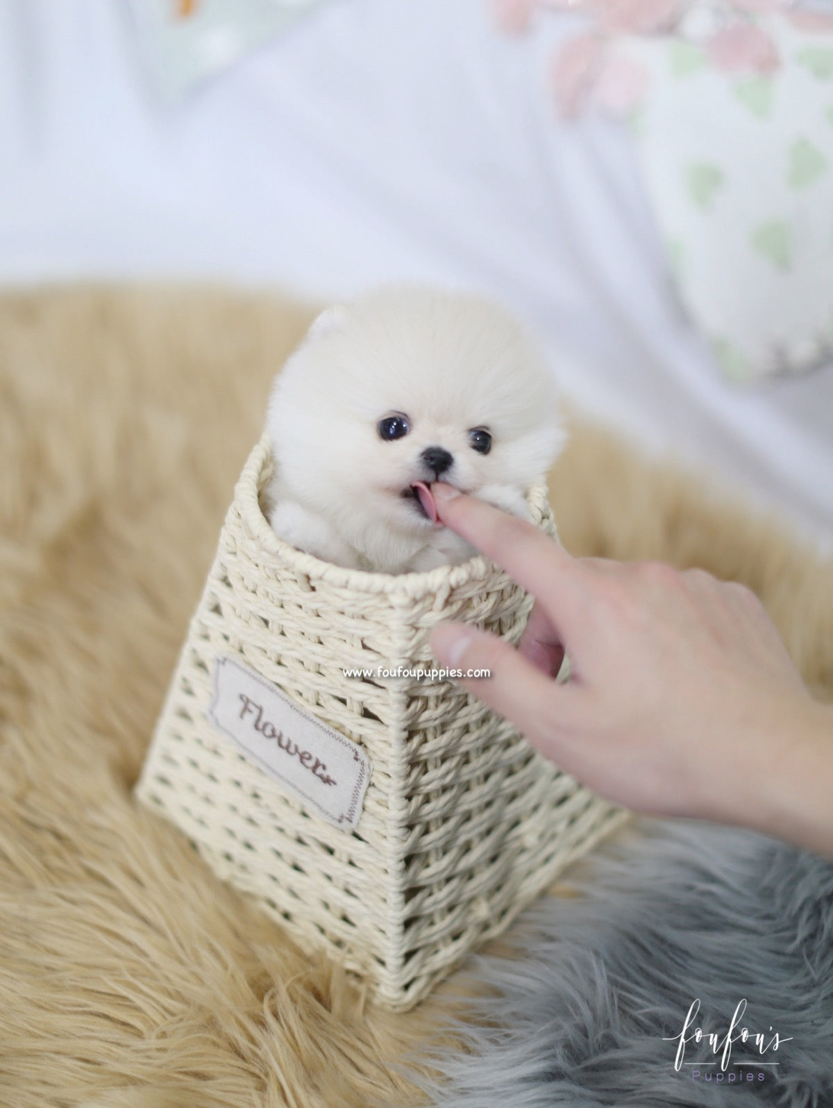 Ashta - Pomeranian M.