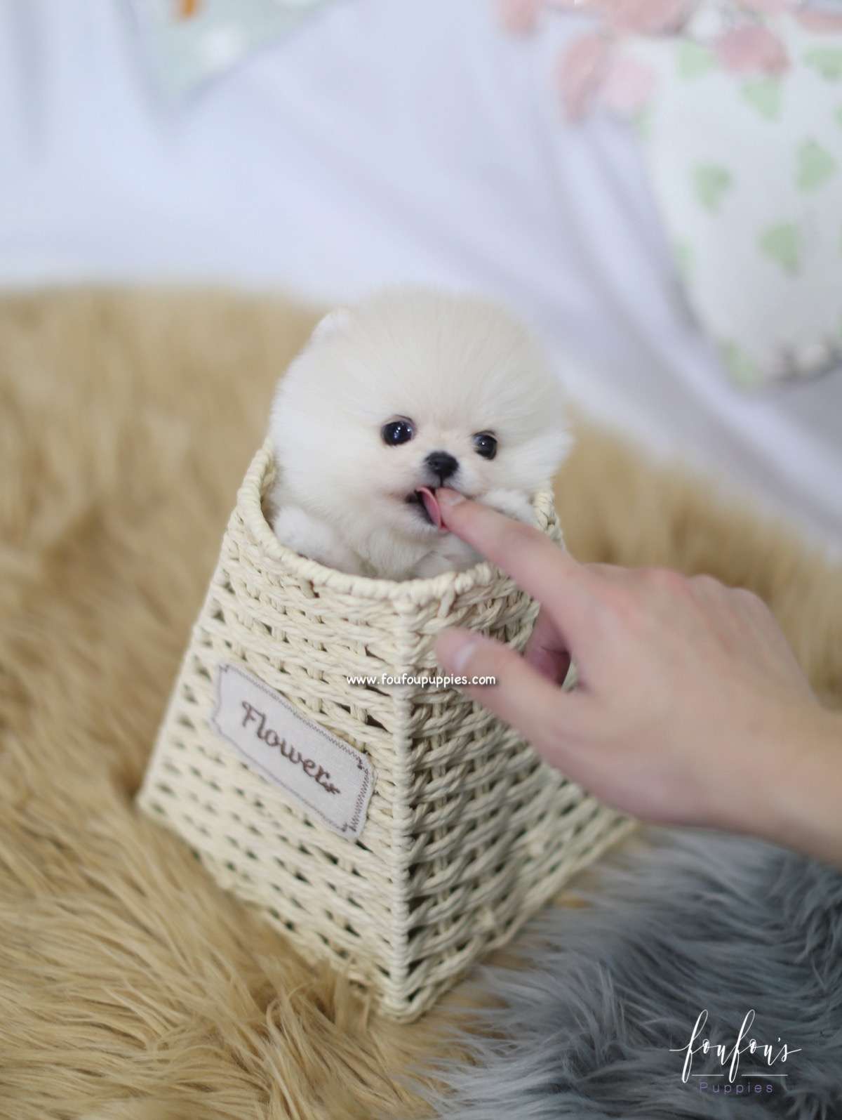 Ashta - Pomeranian M.