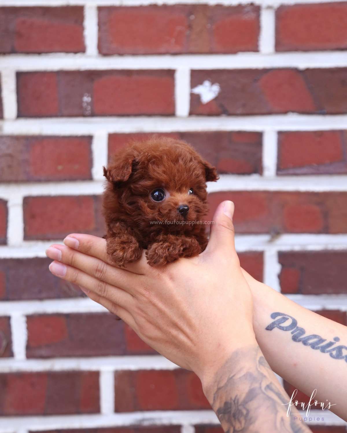 Cupid - Poodle M.