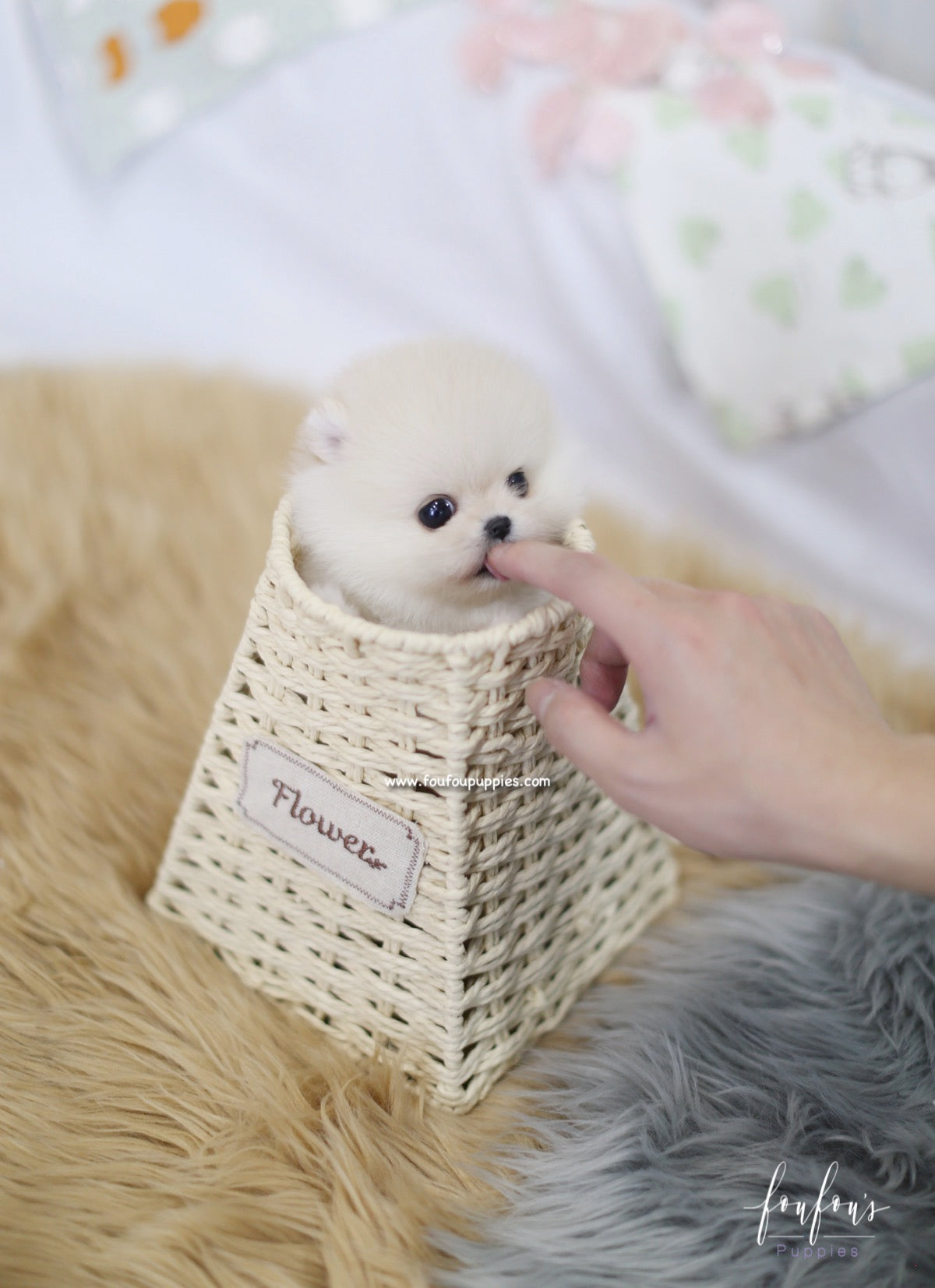 Ashta - Pomeranian M.