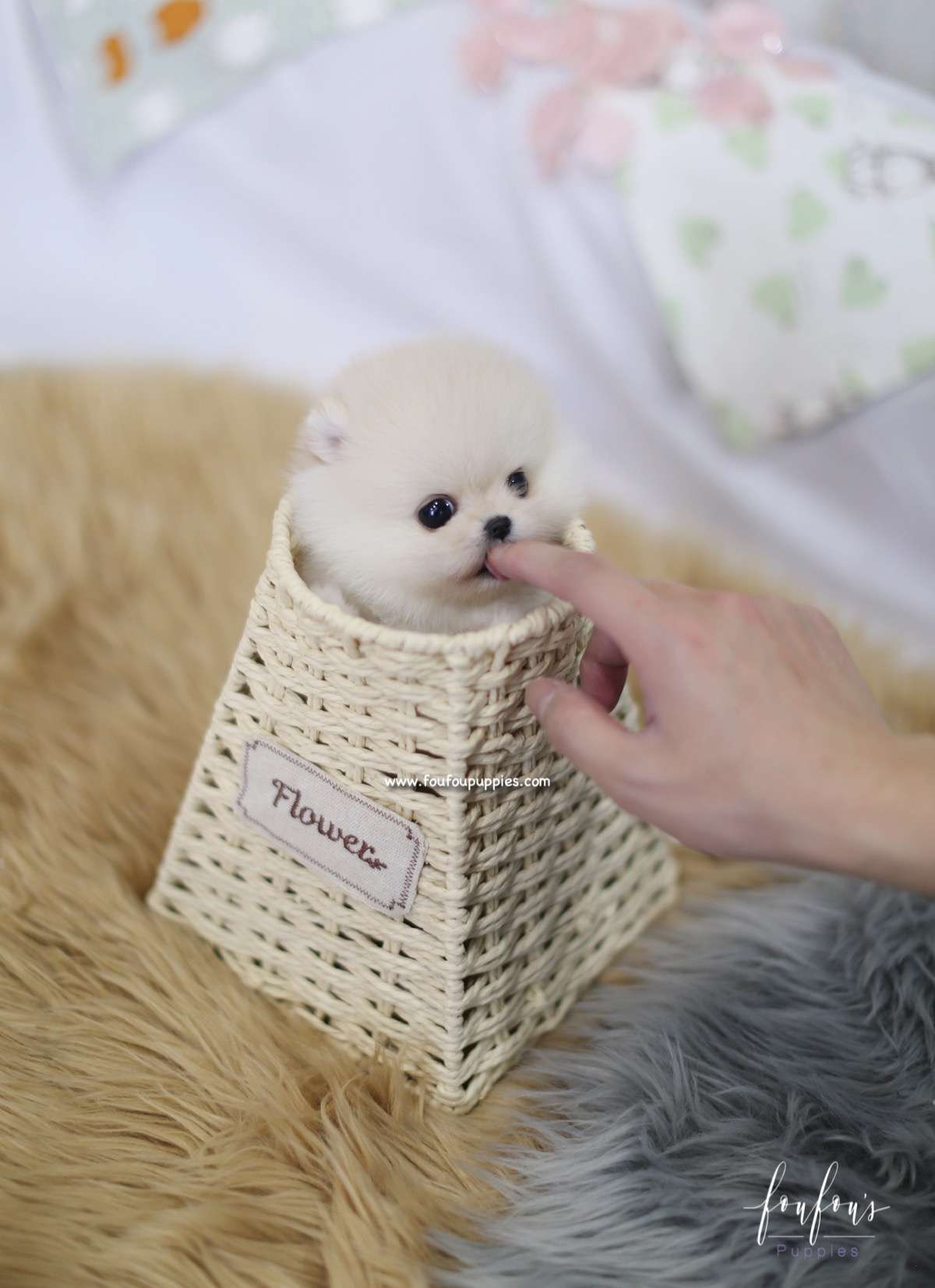 Ashta - Pomeranian M.