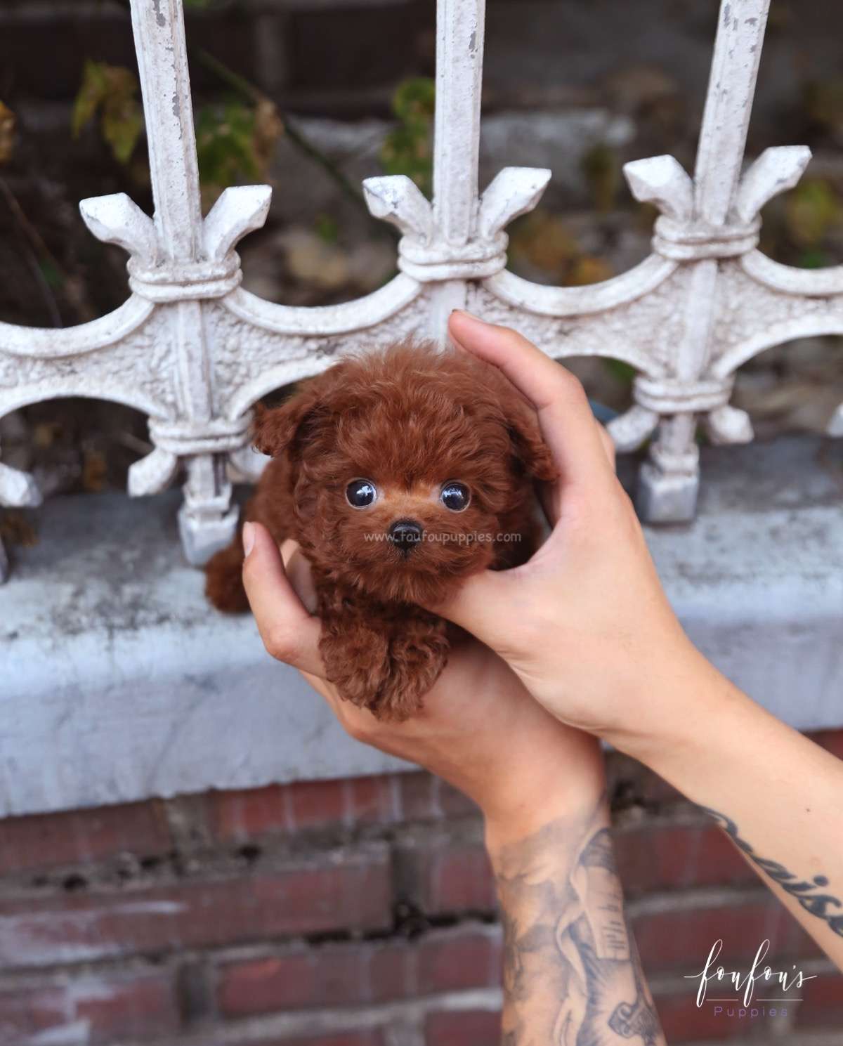 Cupid - Poodle M.