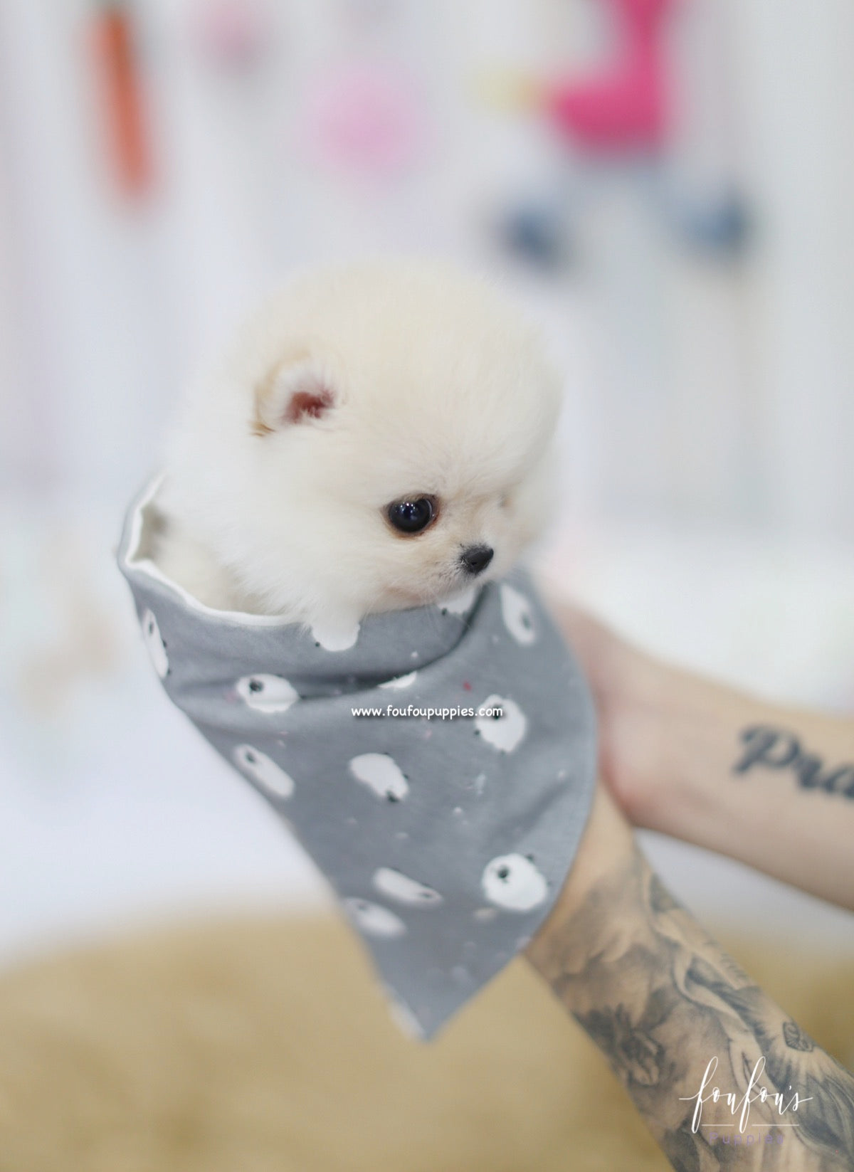 Ashta - Pomeranian M.