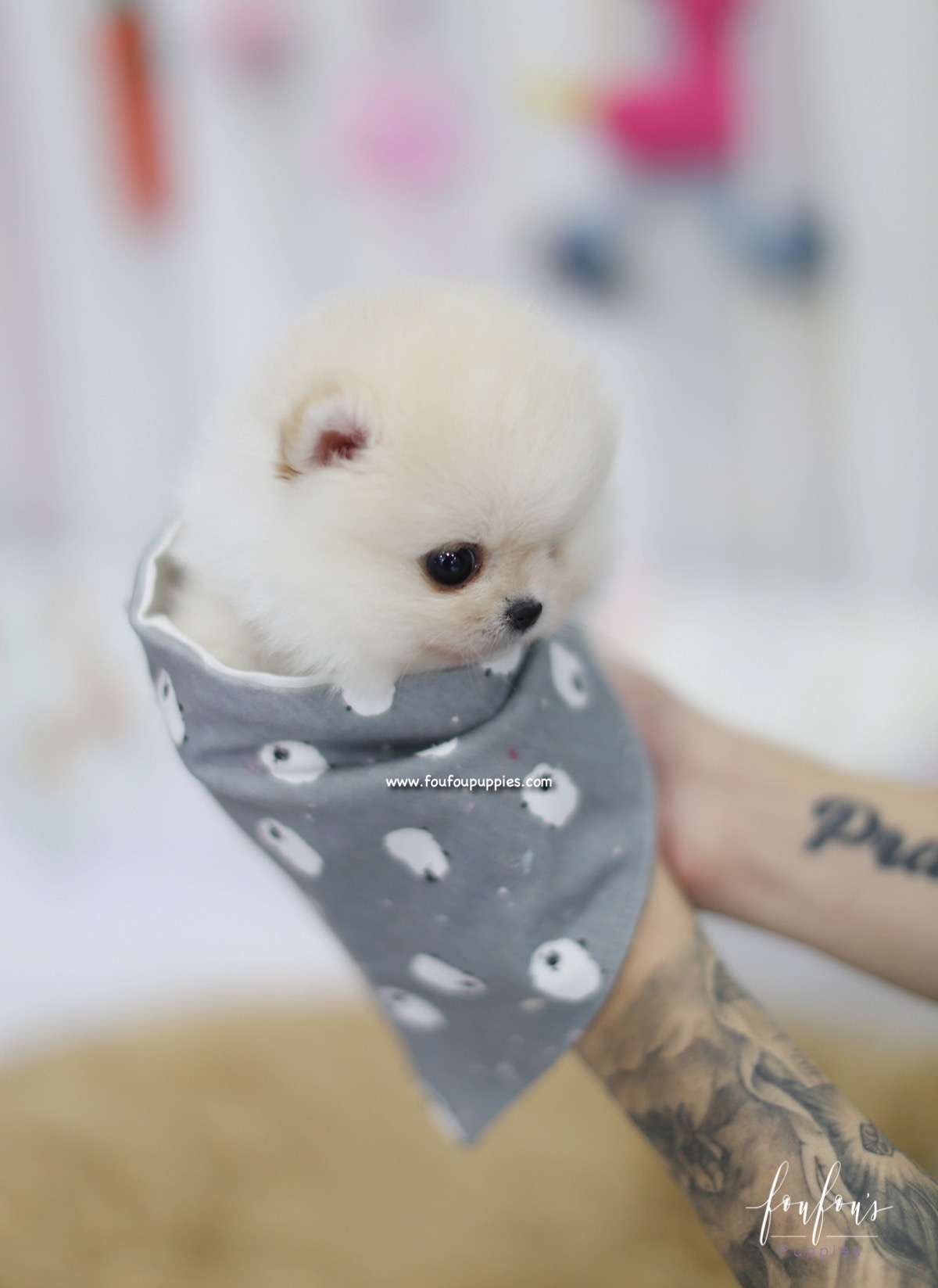 Ashta - Pomeranian M.