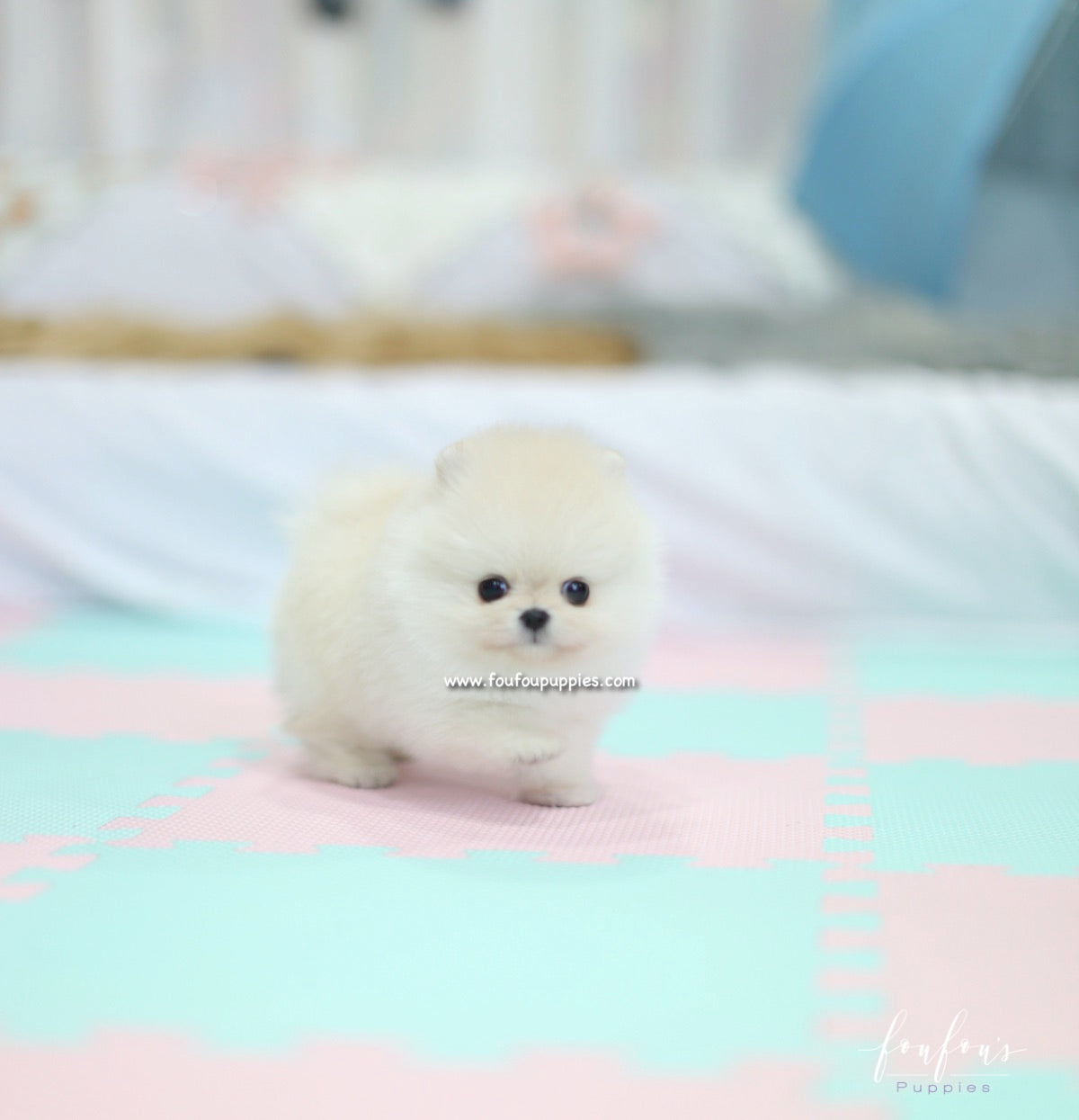 Ashta - Pomeranian M.