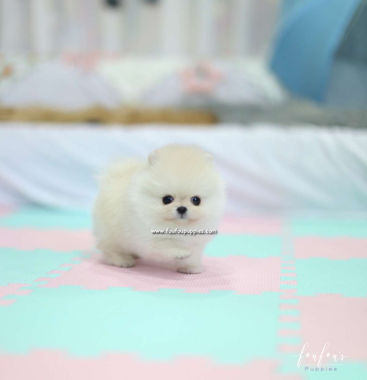 Ashta - Pomeranian M.