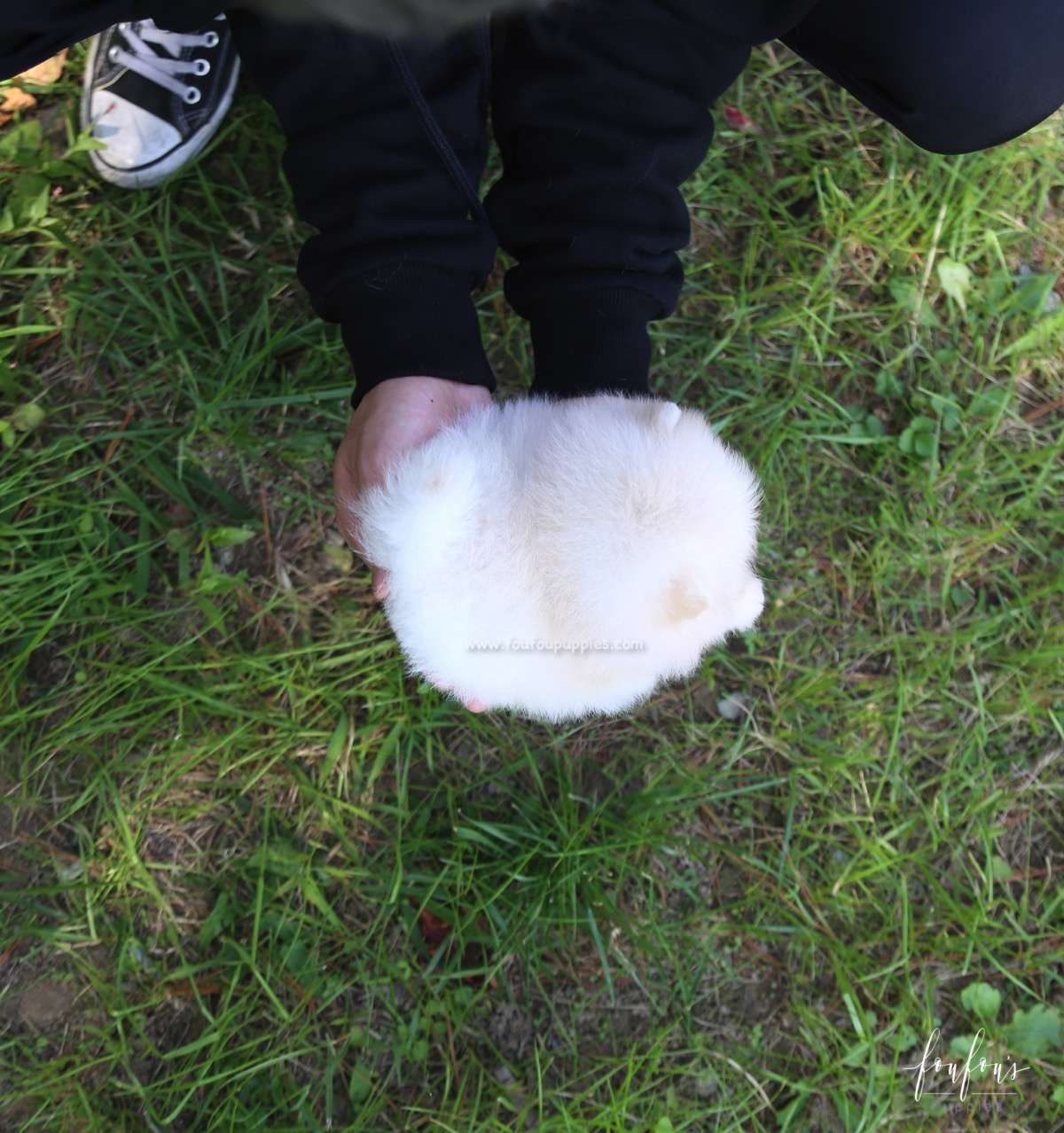 Louie - Pomeranian M.