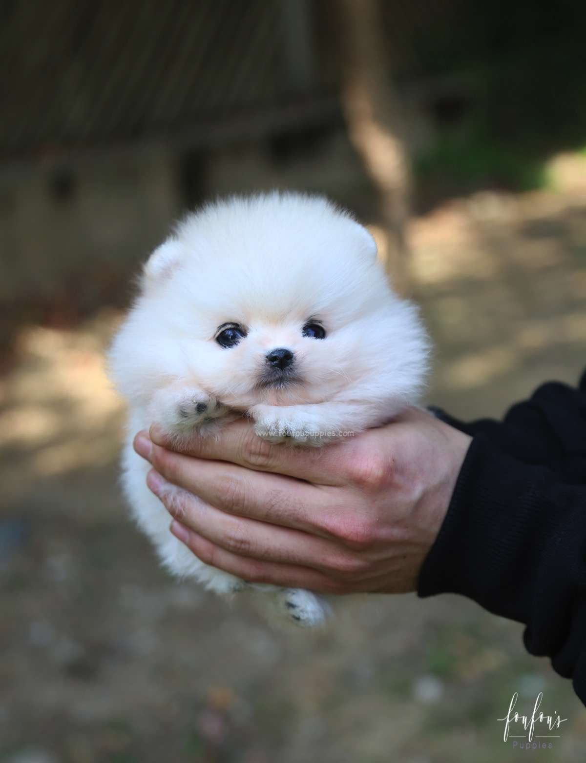Louie - Pomeranian M.