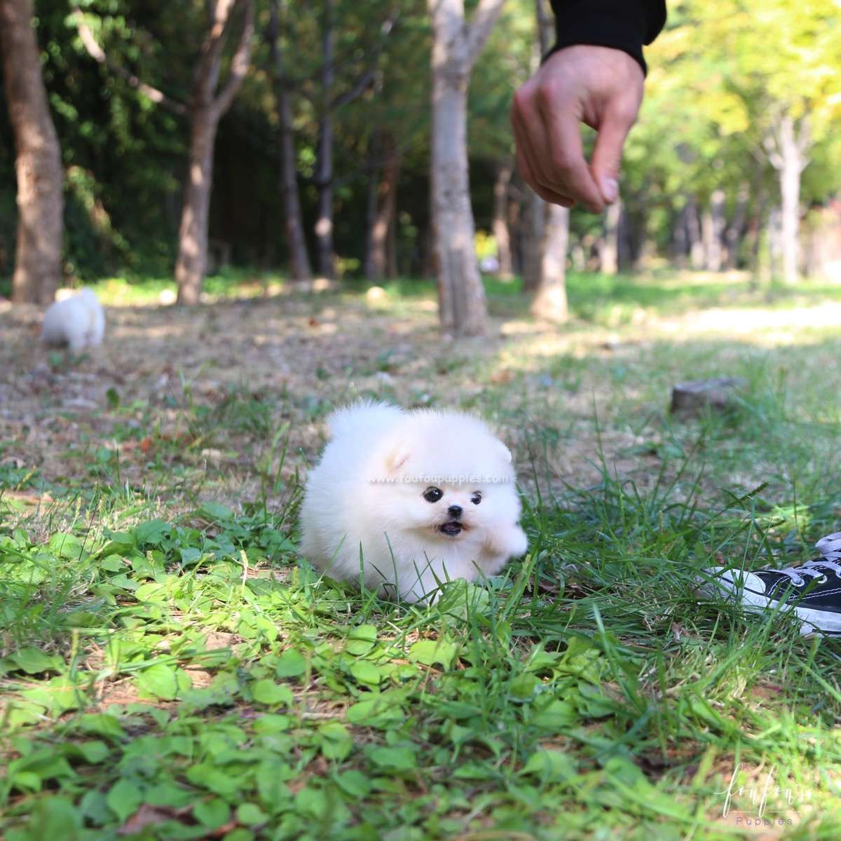 Louie - Pomeranian M.