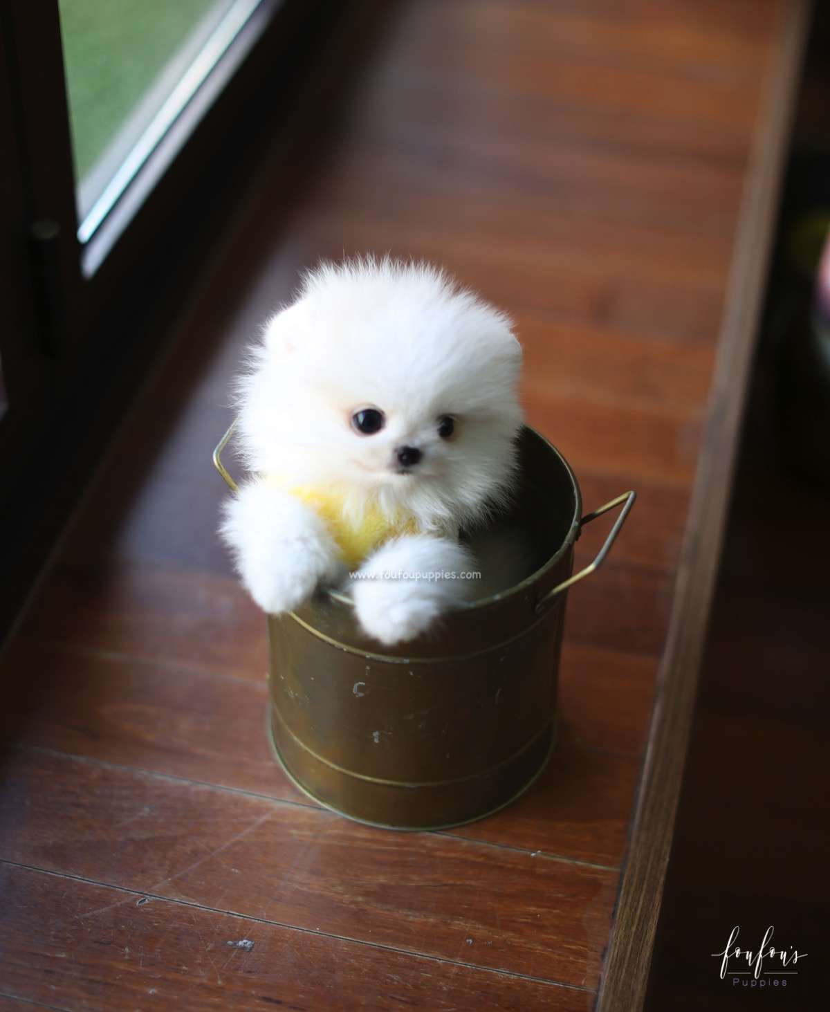 Milo - Pomeranian M.