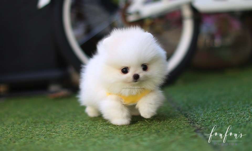 Milo - Pomeranian M.