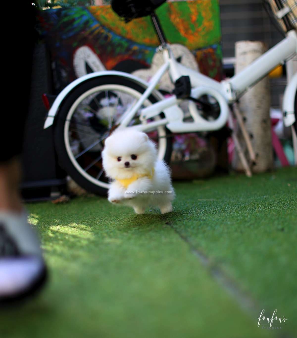 Milo - Pomeranian M.