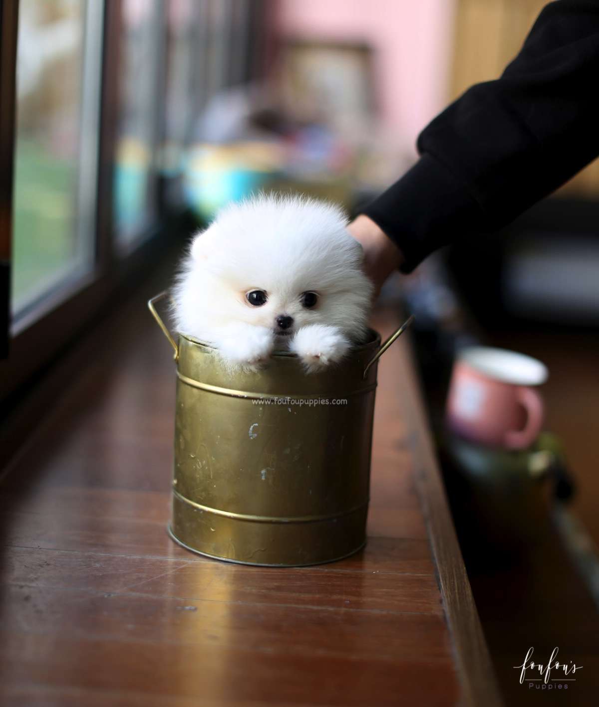 Milo - Pomeranian M.