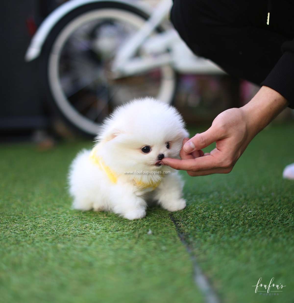 Milo - Pomeranian M.