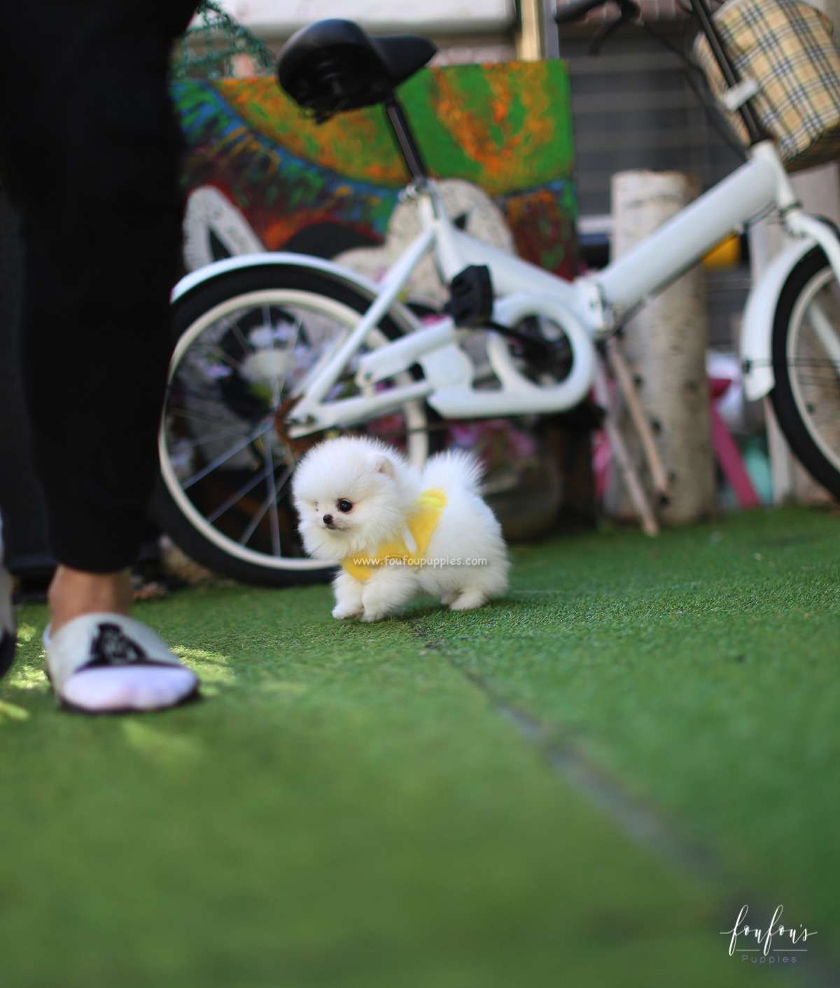 Milo - Pomeranian M.