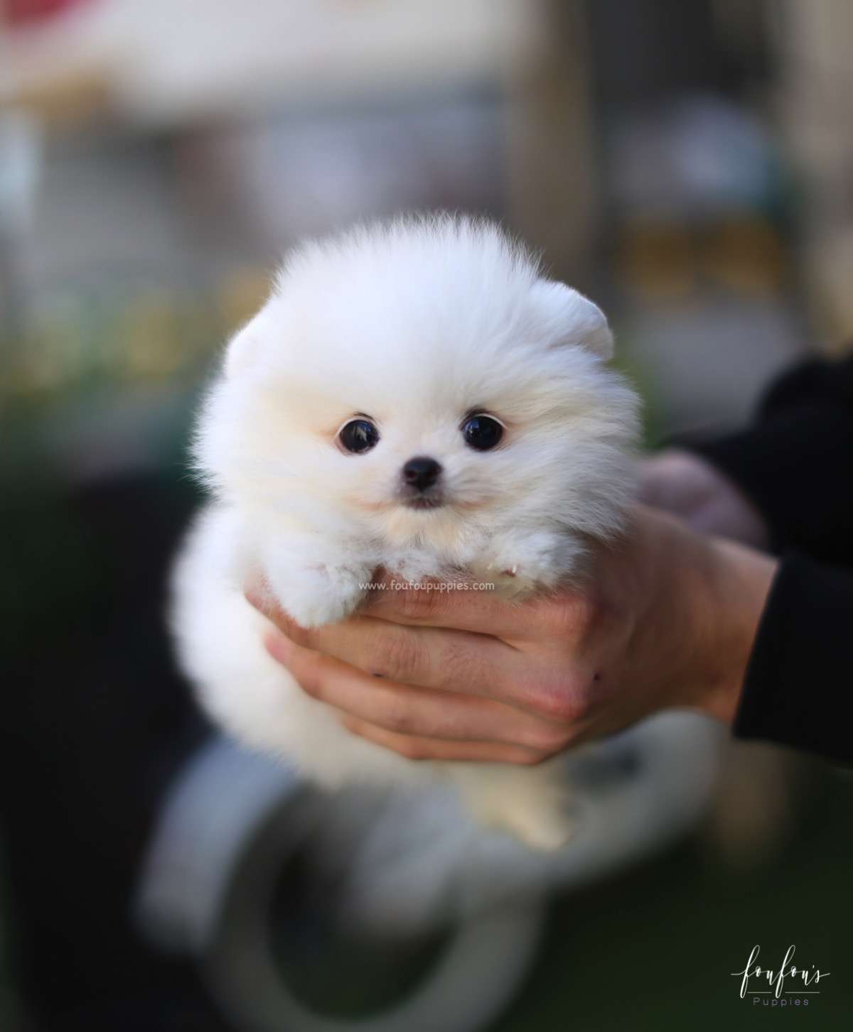 Milo - Pomeranian M.