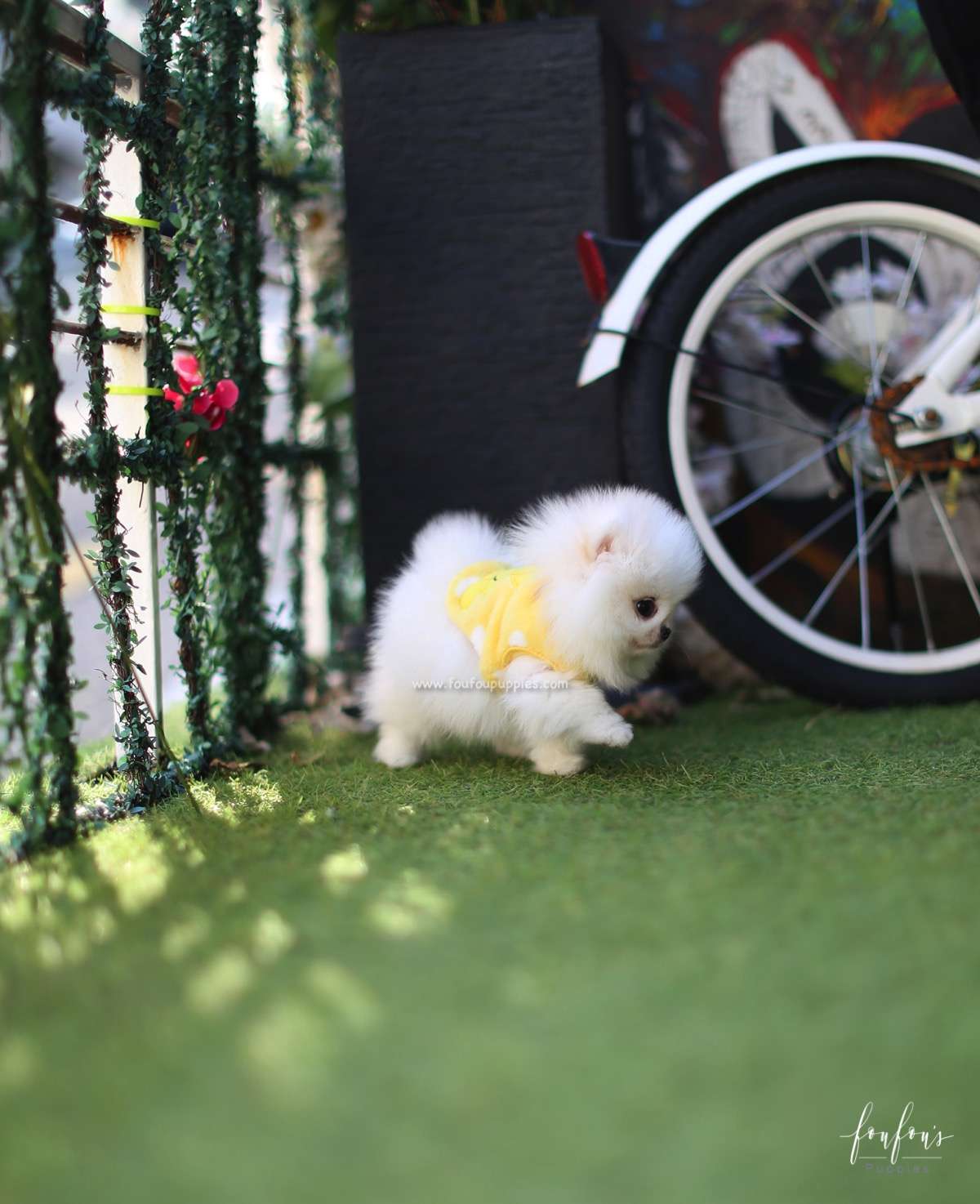 Milo - Pomeranian M.