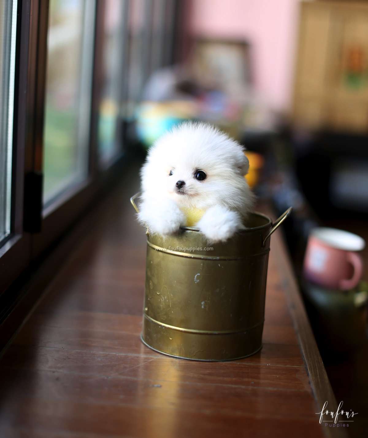 Milo - Pomeranian M.