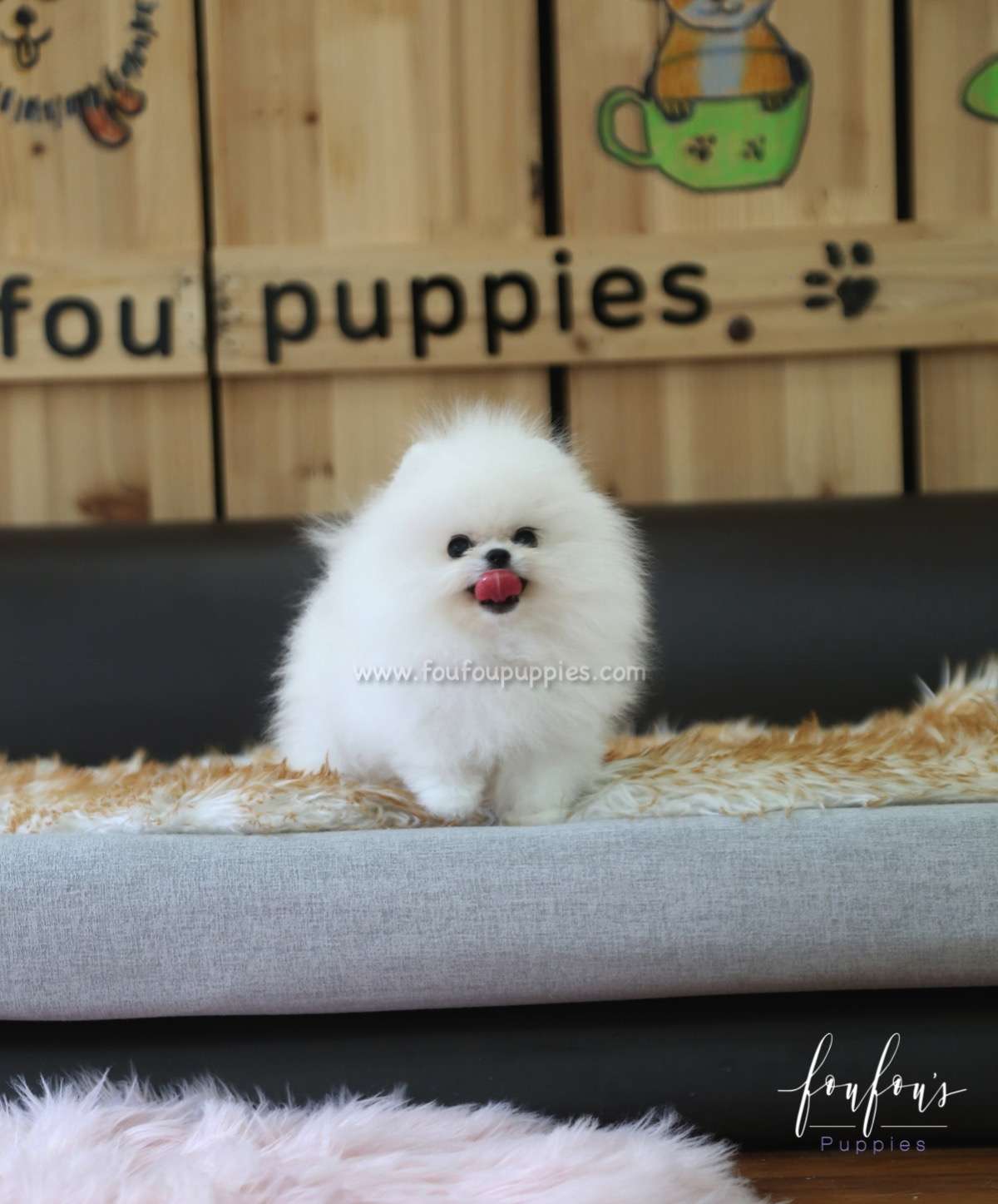 Neo - Pomeranian M.