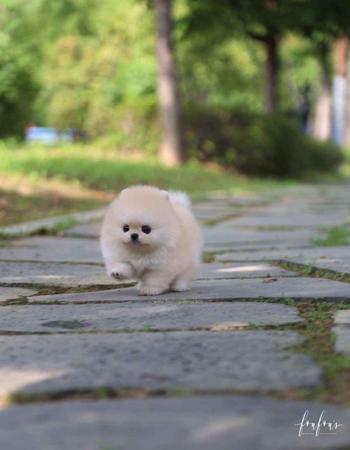 Ashta - Pomeranian M.