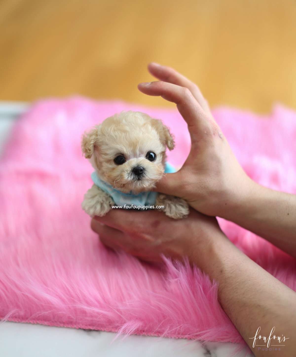 Kalvin - Poodle M.