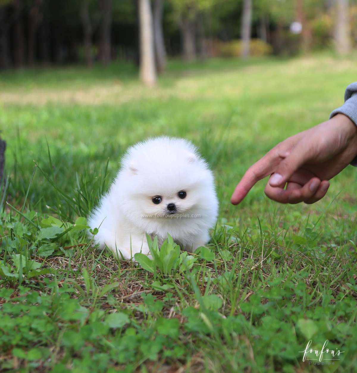 Champ - Pomeranian M.