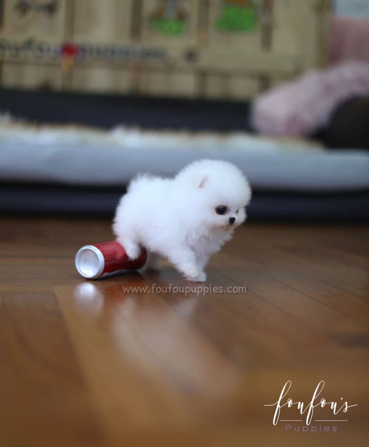 Tank - Pomeranian M.