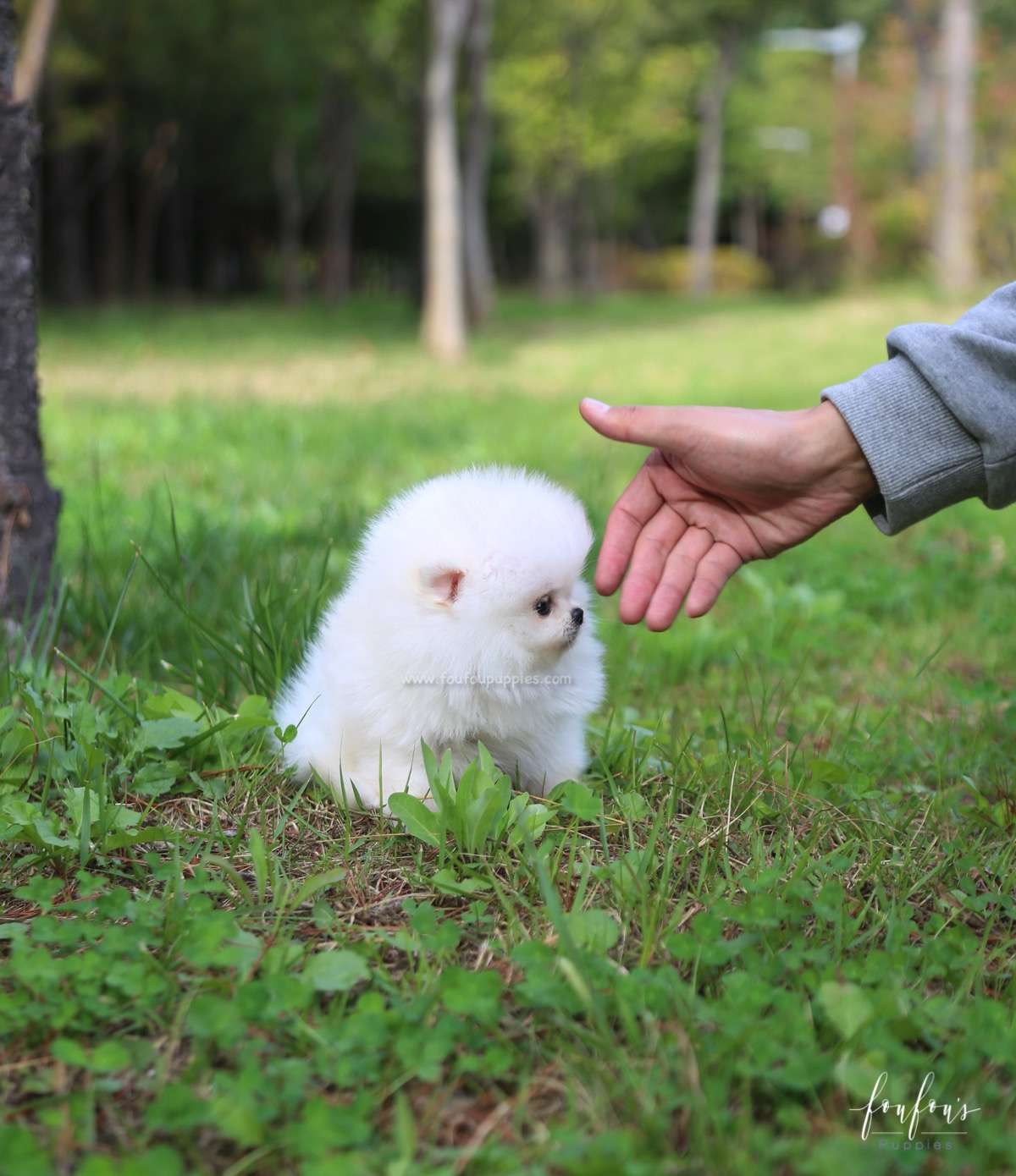 Champ - Pomeranian M.