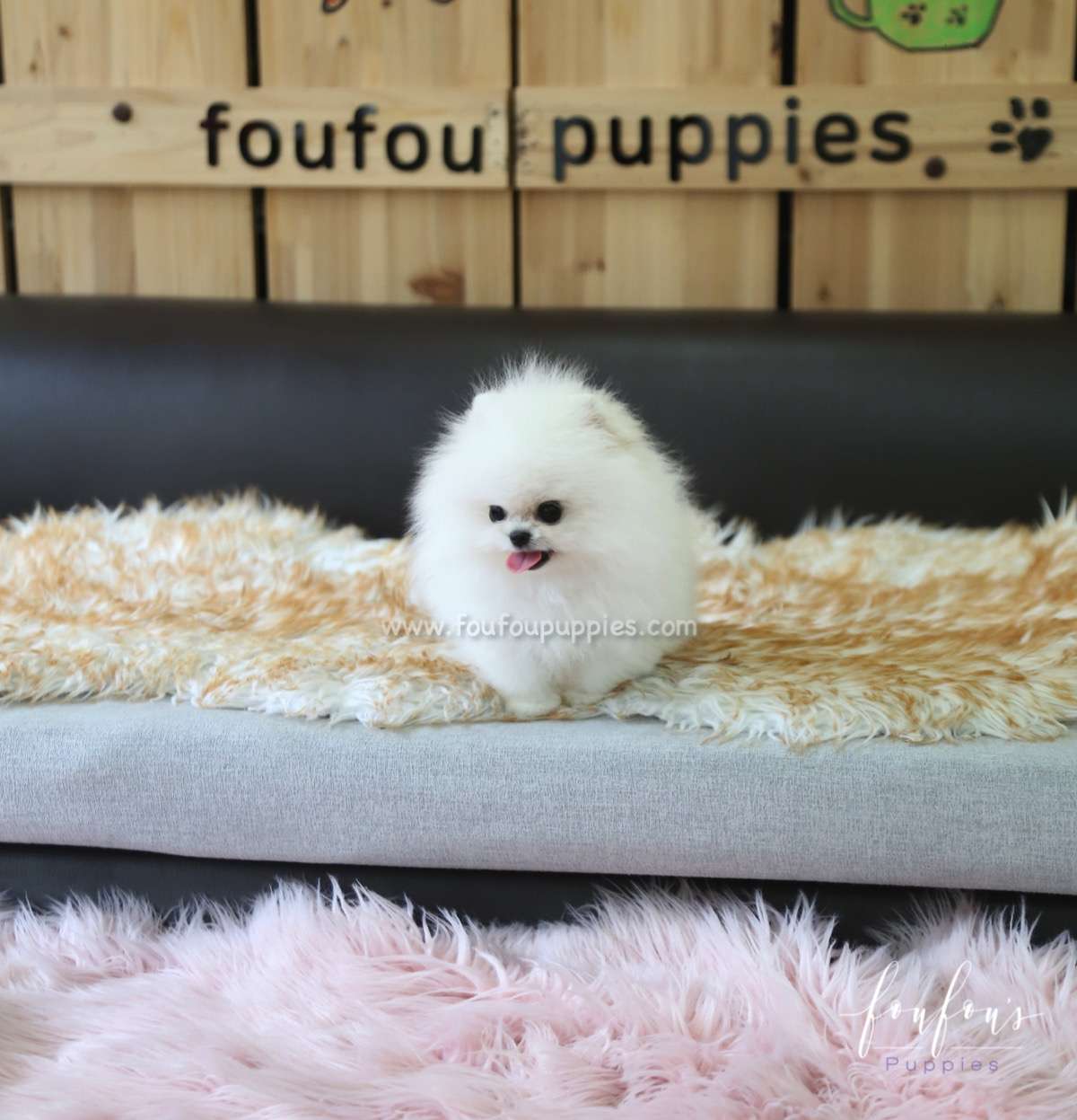 Neo - Pomeranian M.