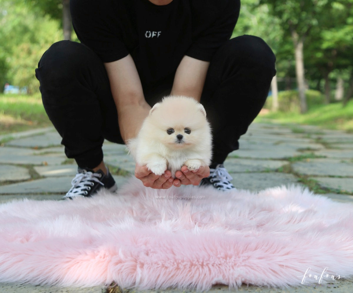 Ashta - Pomeranian M.